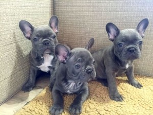 Solid Blue French Bulldog Puppies Pic 2