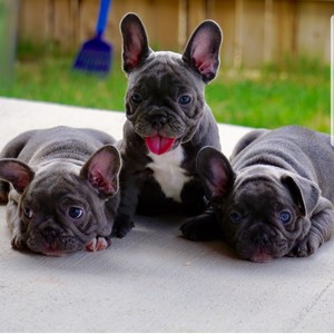 Solid Blue French Bulldog Puppies Pic 3 - Solid Blue French Bulldog Puppies