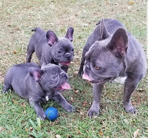 Solid Blue French Bulldog Puppies Pic 4 - Lovely Blue Frenchies