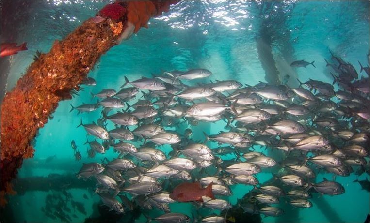 Ningaloo Whaleshark-n-Dive Pic 1 - Ningaloo Reef