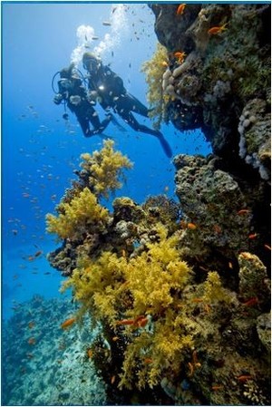 Ningaloo Whaleshark-n-Dive Pic 3 - Scuba Diving