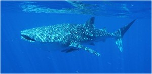 Ningaloo Whaleshark-n-Dive Pic 2 - Whale Shark diving