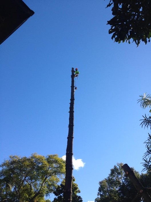 Average Cost Of A Crown >> Over The Top Tree Services in Merrylands, Sydney, NSW, Tree surgeon - TrueLocal Average Cost Of A Crown >> Over The Top Tree Services in Merrylands, Sydney, NSW, Tree surgeon - TrueLocal
