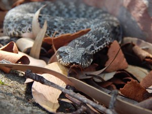 Snake Aware Pic 4 - Common Death Adder