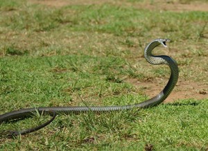 Snake Aware Pic 5 - Defensive Eastern Brown Snake