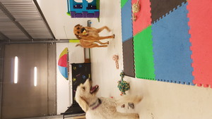 Dogtopia Doggy Daycare Pic 2