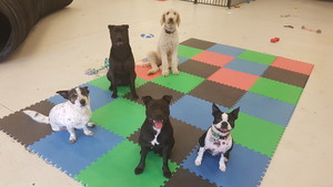 Dogtopia Doggy Daycare Pic 4