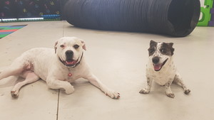 Dogtopia Doggy Daycare Pic 5