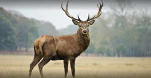 Yarra Valley Game Meats Pic 2