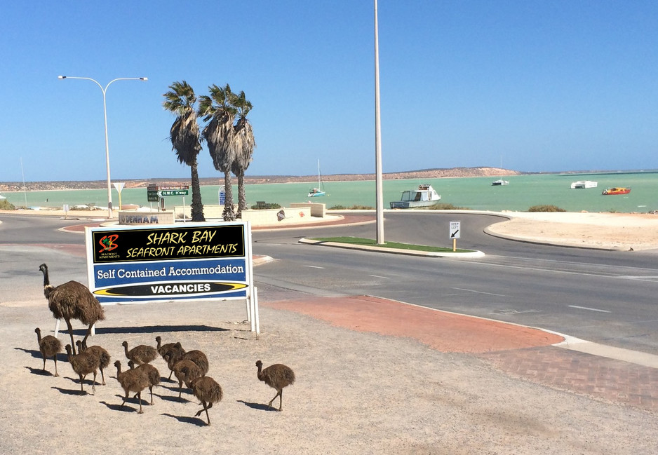 Shark Bay Seafront Apartments Pic 1 - Friendly Locals