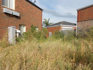 Top Cut Lawn Mowing Pic 4 - Over grown grass before