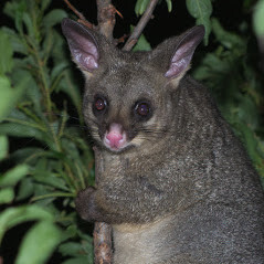 711 Possum Removal Melbourne Pic 1