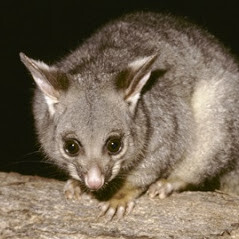 711 Possum Removal Melbourne Pic 4