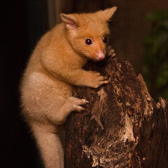 711 Possum Removal Melbourne Pic 5