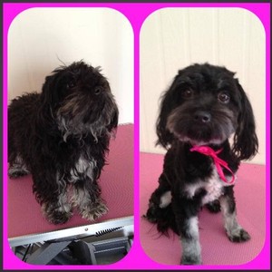 Furever Clean & Clipped Dog Grooming Pic 4