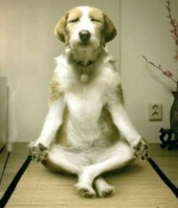 Toowoomba Well Being Centre Pic 5 - Meditation dog