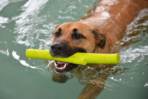 K9 Swim Hydrotherapy and Wellness Centre Pic 4