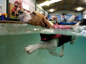 K9 Swim Hydrotherapy and Wellness Centre Pic 2