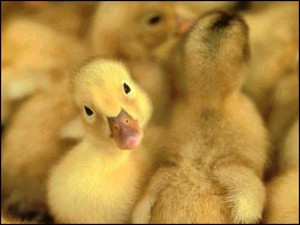 Golden Duck Farm Pic 2 - cute little duckling