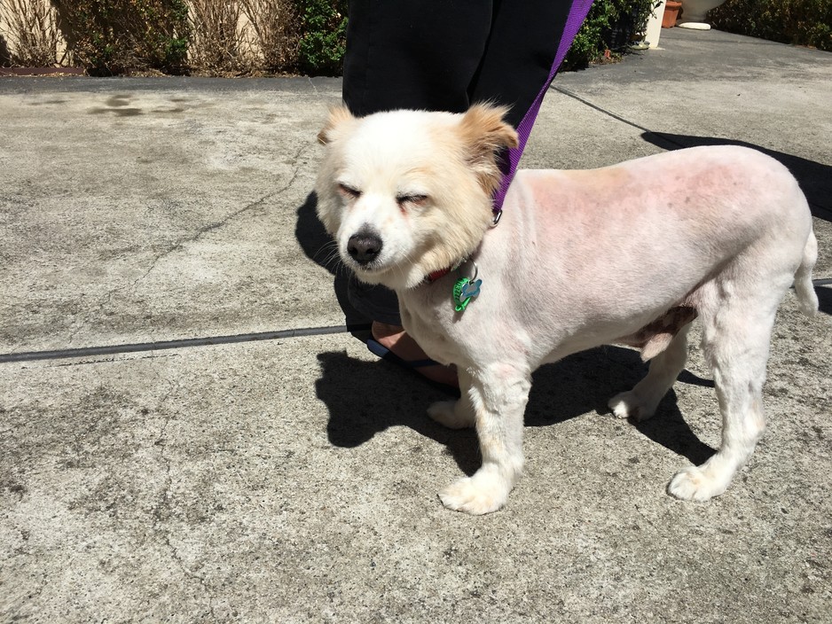 Bark Yard Blues Groomers Pic 1 - Smiling and feeling comfortable after a full clip