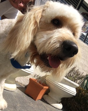 Bark Yard Blues Groomers Pic 3 - Waiting for mum to come pick me up