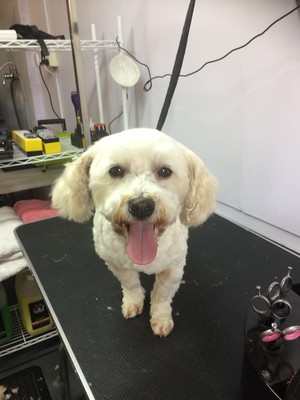 Bark Yard Blues Groomers Pic 5 - Natural super star Strike a pose