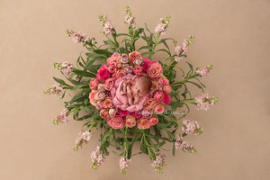 Melissa Sheed Photography Pic 3 - newborn in pink rose nest