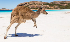 Canal Rocks Beach Front Apartments Pic 3 - Natural wildlife