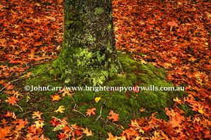 Brighten up your walls Pic 2 - Autumn in the Adelaide Hills