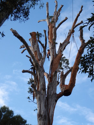 Branch Creek Tree Services Pic 5