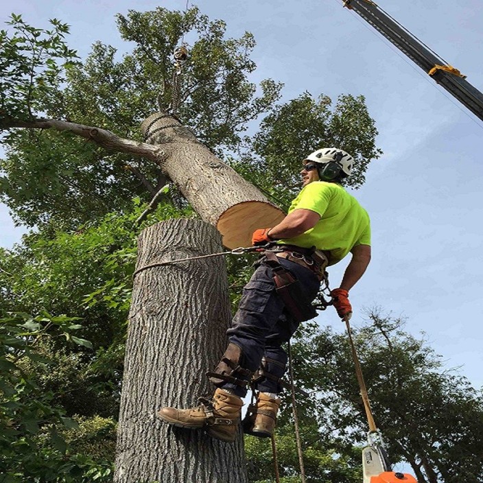 Tree's a Crowd Tree Care Pic 1