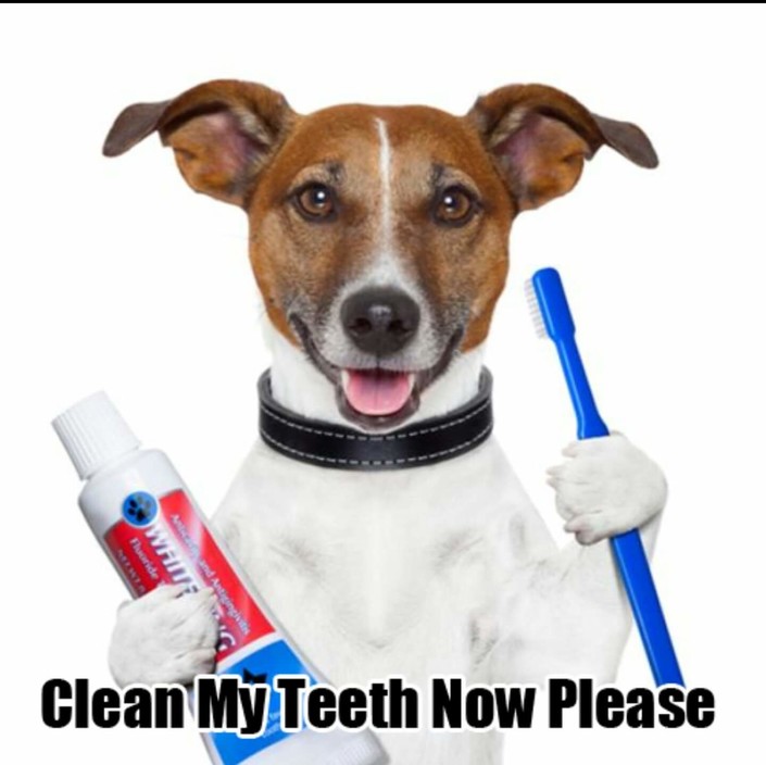 Pet Teeth Cleaning Pic 1