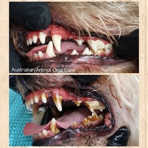 Pet Teeth Cleaning Pic 2 - Before and After TEETH CLEANING