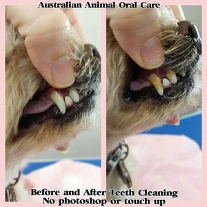 Pet Teeth Cleaning Pic 3