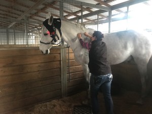 Jennifer Daley Equine Sports Massage Pic 5