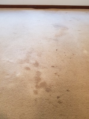 Knight Carpet Cleaning Pic 3