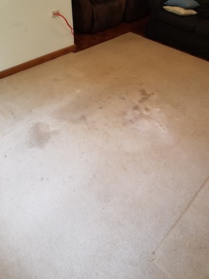 Knight Carpet Cleaning Pic 5