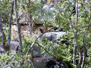 Lanikai Camping Ground Pic 5