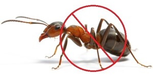 Ace Pest Control Pic 3