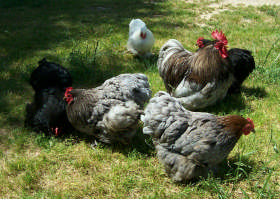 Dowling View Cabins Pic 1 - Bantams