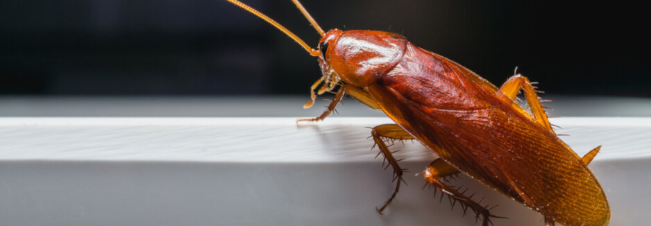 City Wide Cockroach Control Sydney Pic 1