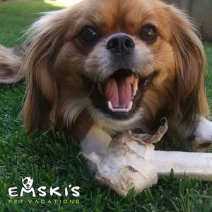 Emski's Pet Vacations Pic 4