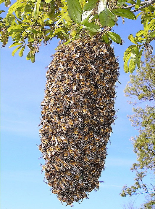 Rose Herbs and Honey Pic 1 - Bee Swarm on Tree Branch