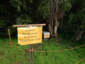 Rose Herbs and Honey Pic 5 - Bee Removal in Progress