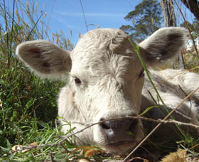 A Sunshine Farmstay Pic 1 - A Sunshine Farmstay Albany Western Australia