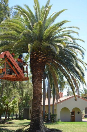 Cutting Edge Tree Maintenance Pic 4 - Palm Tree Specialists No job to small no tree too tall