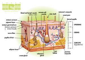 Laser HRH Pic 3 - The average Humans skin and a cross section of it