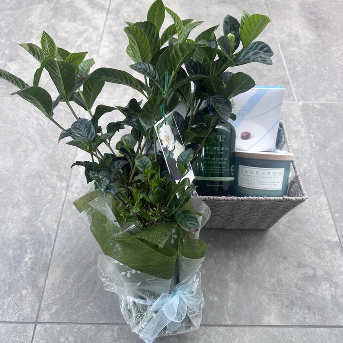 Gifts On The Gold Coast Pic 1 - Gardenia gift Hamper Plant Candle Hand wash and chocolates A Popular gift