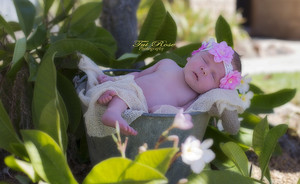 Tui Rose Photography Pic 4