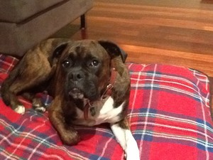 Top Marks Dog Training Pic 2 - Louie on his bed